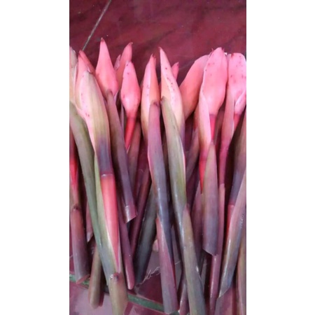 

honje/kecombrang 13/350g