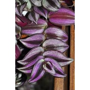 Tanaman Hias Bunga Tradescantia Zebra Purple - tanaman bunga gantung bergaransi