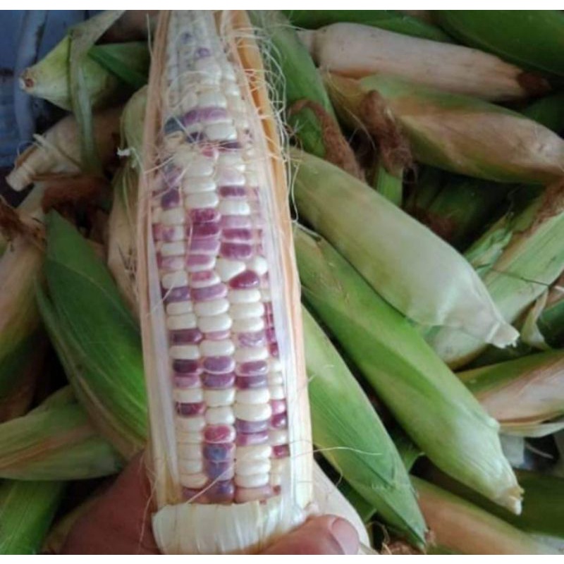 

Jagung Ketan Putih Ungu