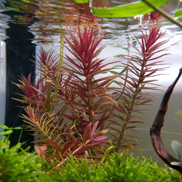 Limnophila Aromatica | Tanaman Aquascape / Aquascape Plant