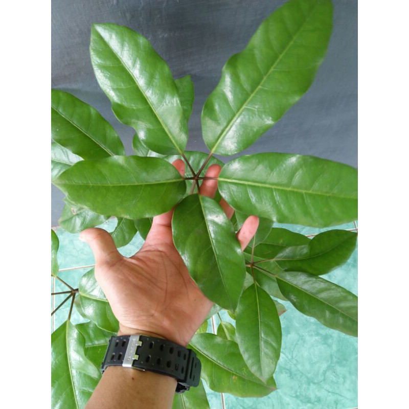 Tanaman Hias Walisongo besar