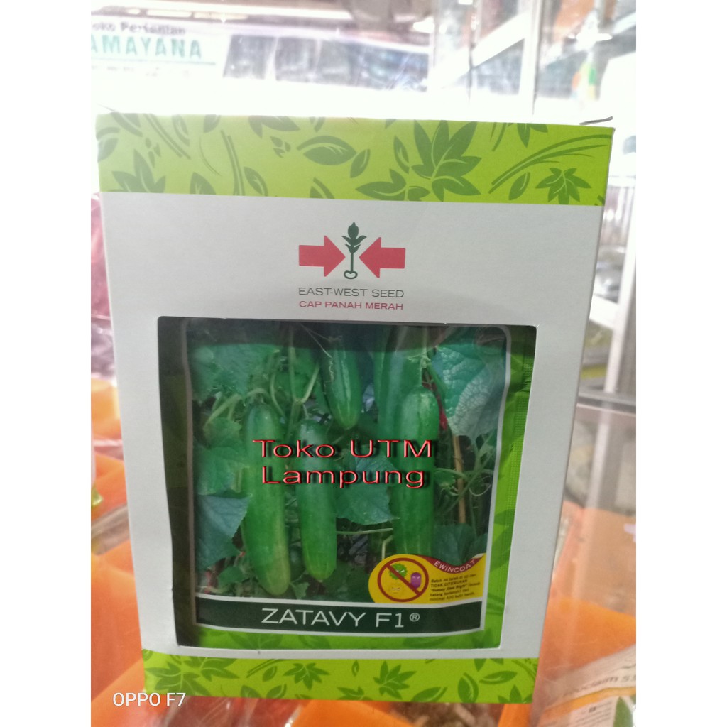 BENIH / BIBIT TIMUN ZATAVY 800 BUTIR