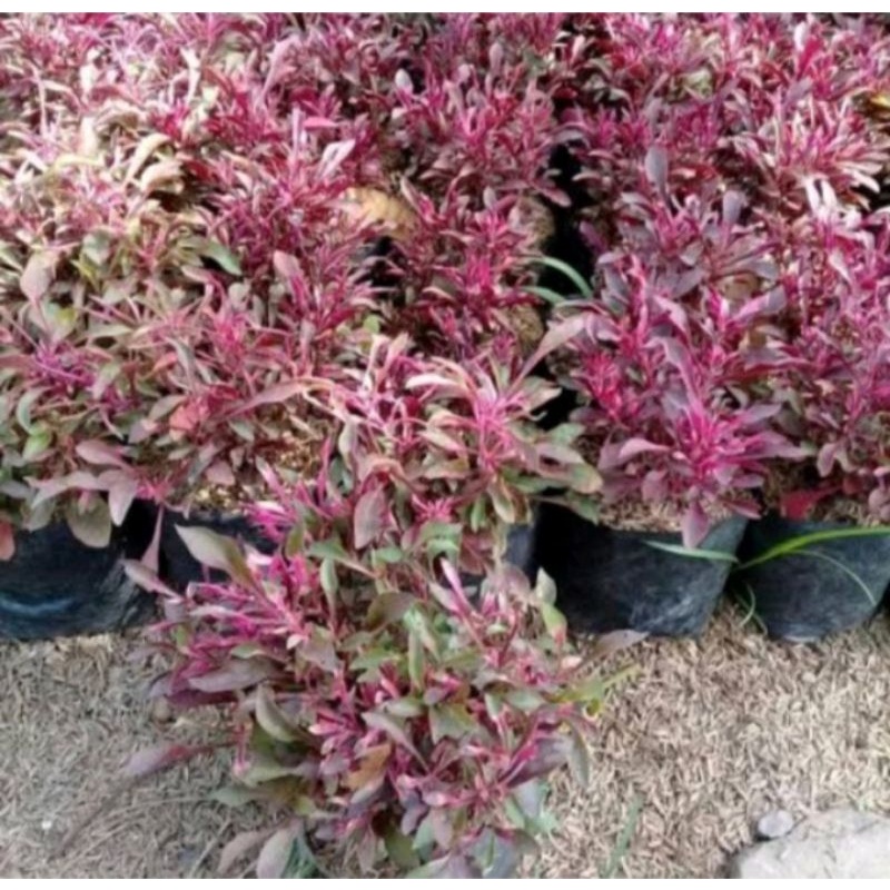 Tanaman Hias krokot merah rimbun / krokot seladah / krokot kriminil