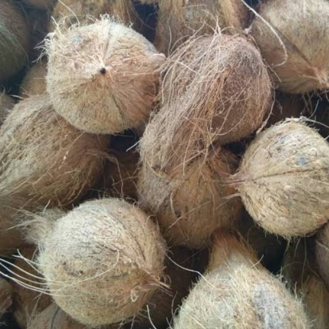 Jual kelapa  tua kupas  Shopee Indonesia