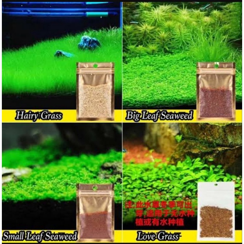 carpet seed magic seed bibit rumput dasar small leaf seaweed / love grass / hair grass aquascape