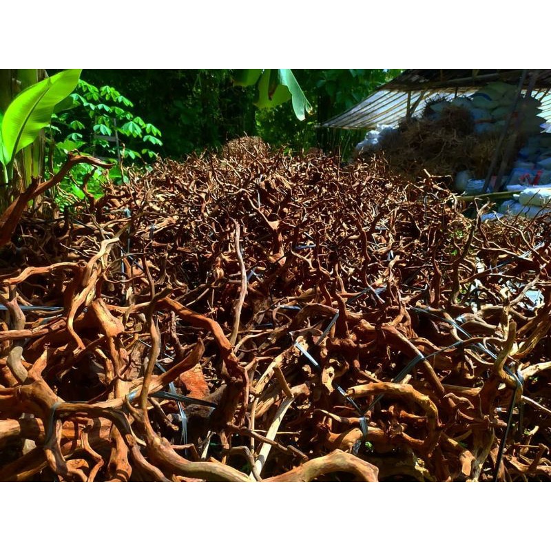 akar rasamla XXL, kayu aquascape, kayu hardscape