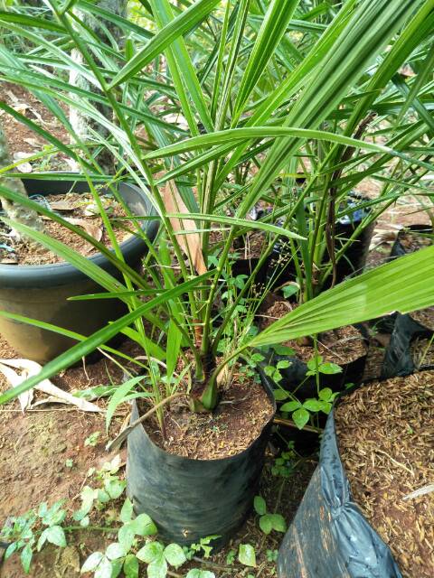 Pohon kurma ajwa ( bibit pohon kurma ) umur 3 tahun