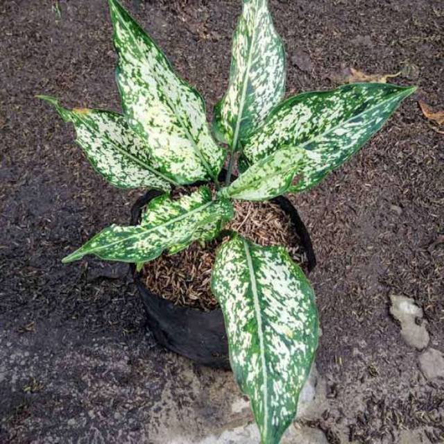 Bunga aglonema snow white