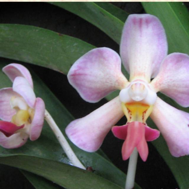 Vanda Foetida