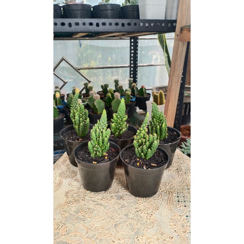 opuntia tuna monstruosa