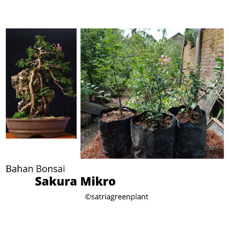 Bahan Bonsai Sakura Mikro