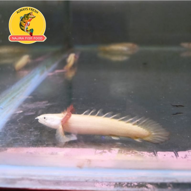 Palmas Delezi Platinum Langka