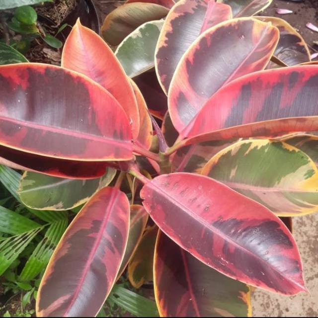 Tanaman Hias Karet Kebo Varigata Merah