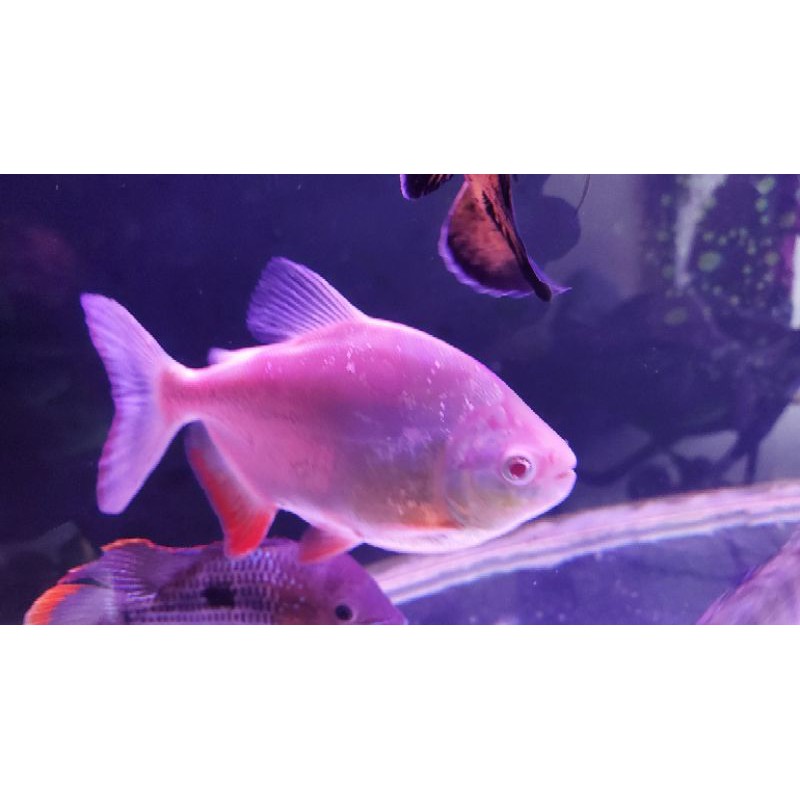 pacu albino
