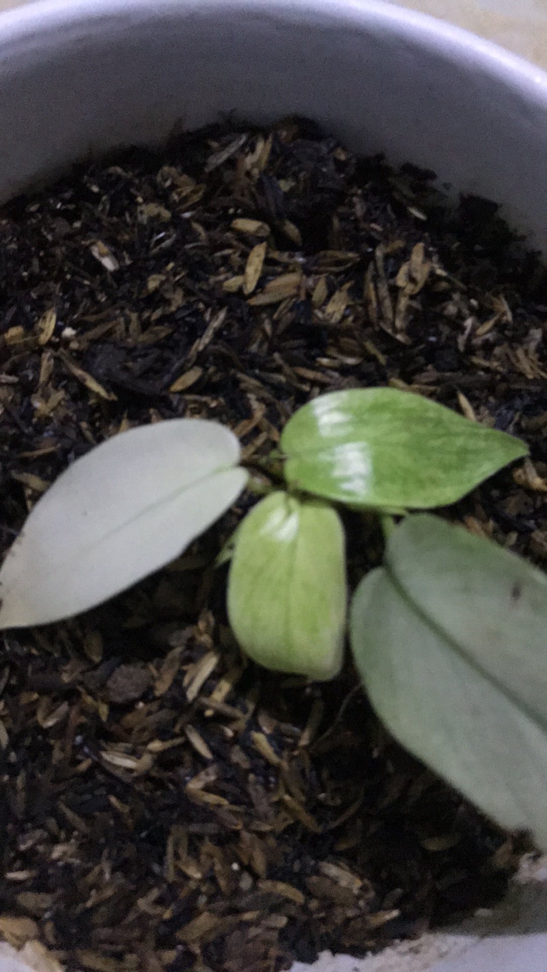 Tanaman Hias Pilodendron Plorida Gostd Min /merpati
