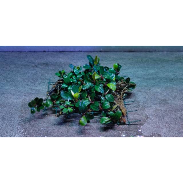 BUCE PHALANDRA SUPERMINI / BUCE SP MINI