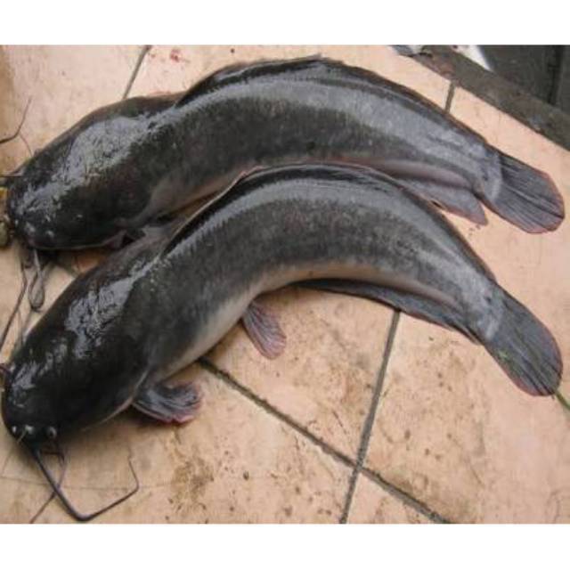 

Ikan lele 500gram