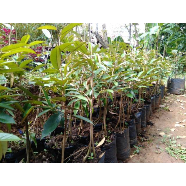 PROMO Bibit Durian Bawor Banyumas Murah
