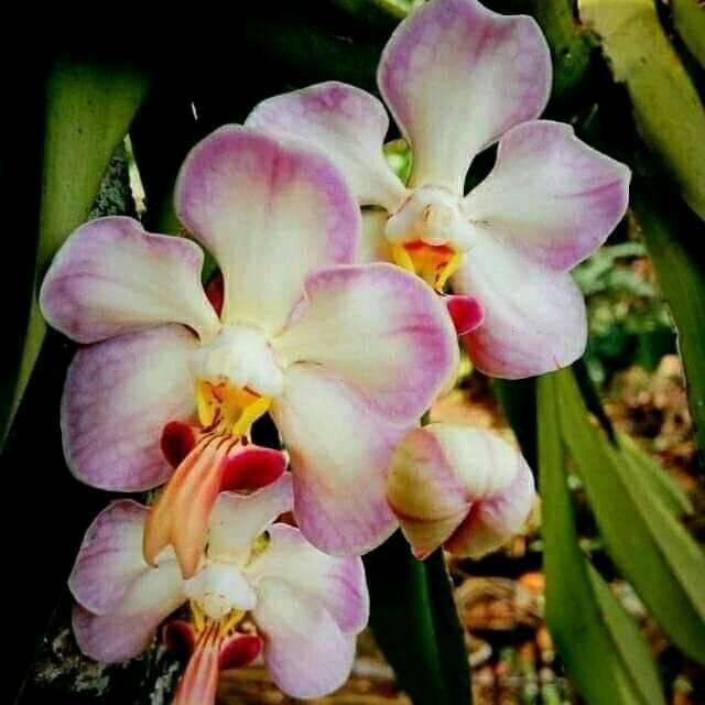 Anggrek Vanda Foetida