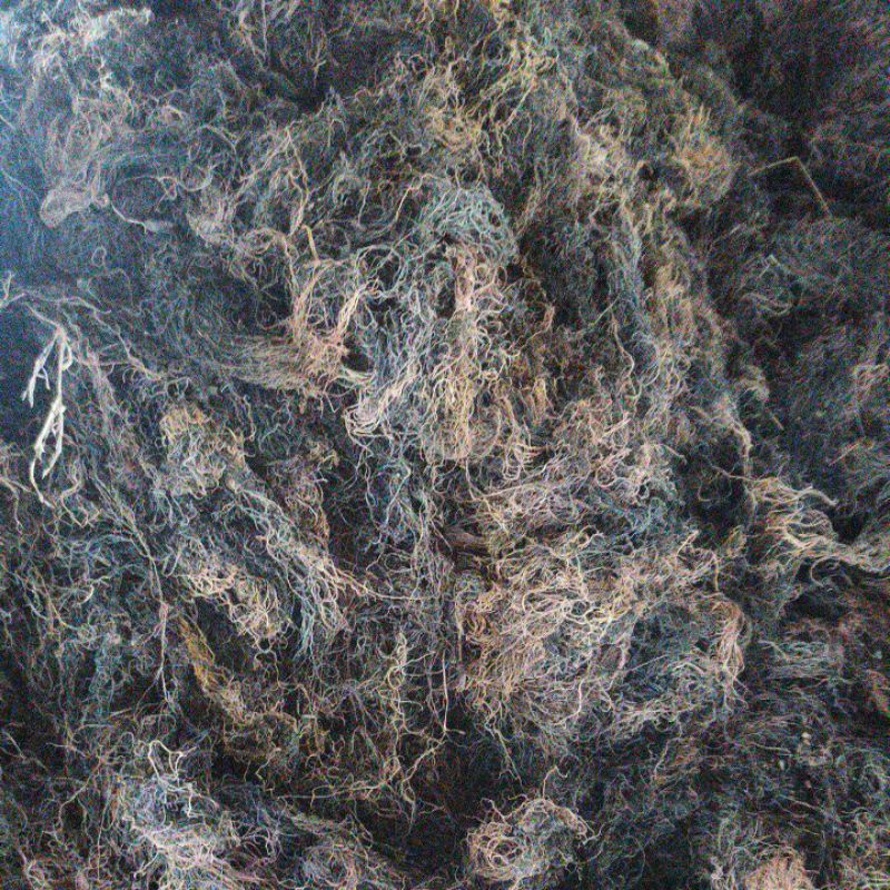 

Rumput Laut Kering Glacilaria sp Sango-sango