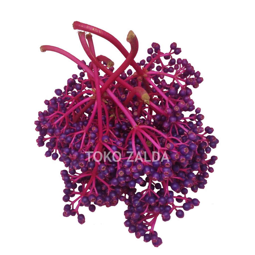 

PARIJOTO 7 TANGKAI BESAR TUA