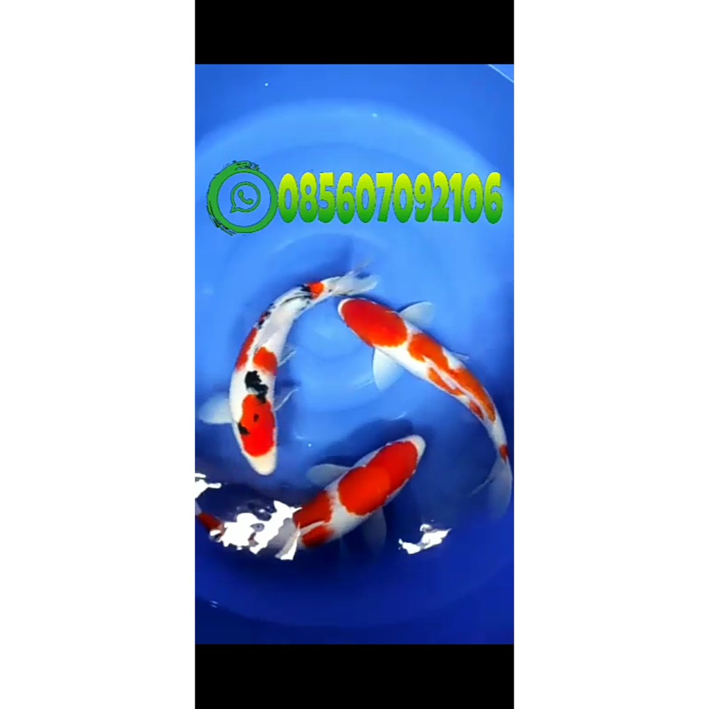 Indukan ikan koi yang bagus | jual calon indukan ikan koi paket 3 ekor | koi kohaku | koi sanke