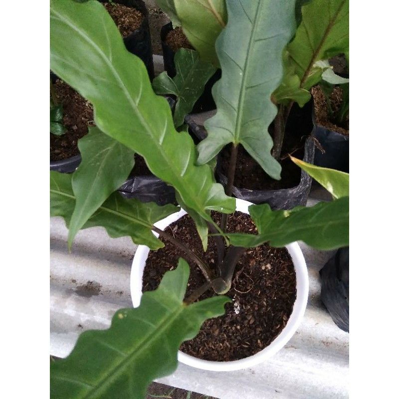 keladi keris papua / black sivit