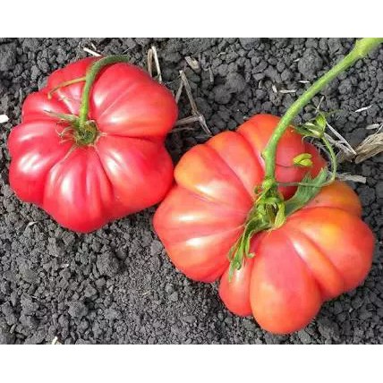 Biji Benih Buah Tomat Mawar Jumbo 10 Biji