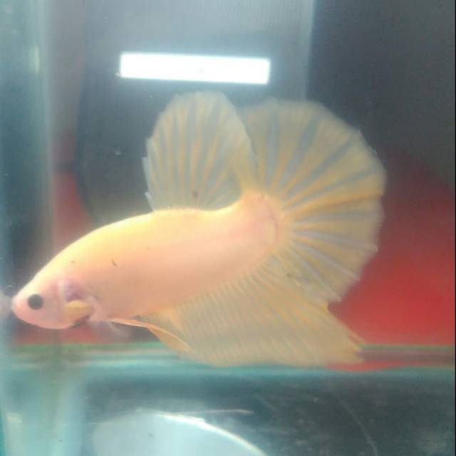 Jual cupang pk giant pure yellow bo 5,5
