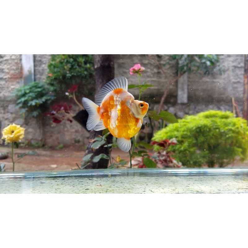 Ikan Mas Koki Ryukin 10-13CM (COD)