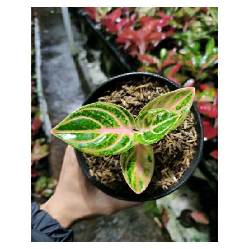 Aglonema Rinjani baby hot sale