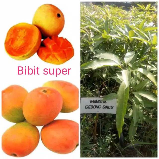 Bibit Mangga Gedong Gincu super
