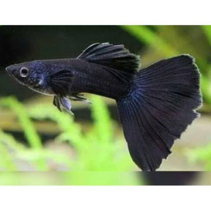 ikan guppy black moscow