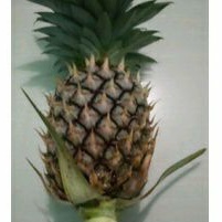 

Buah nanas muda pelancar haid
