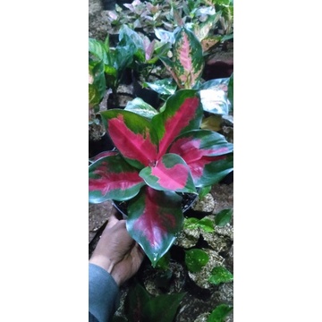 promo aglonema suksom remaja murah/aglonema suksom remaja murah