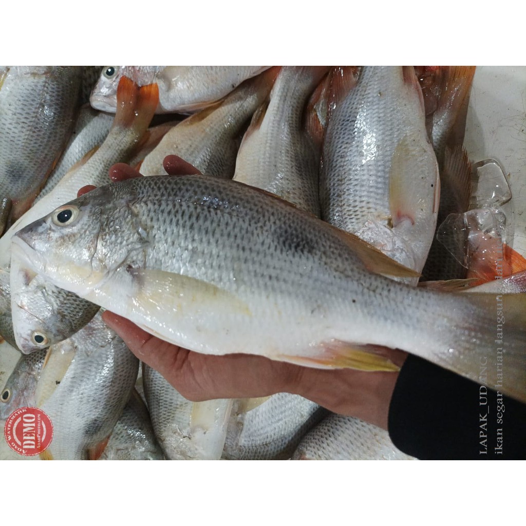 Ikan Kakap Segar Ikan Kakap Jenaha Kualitas GARANSI SEGAR