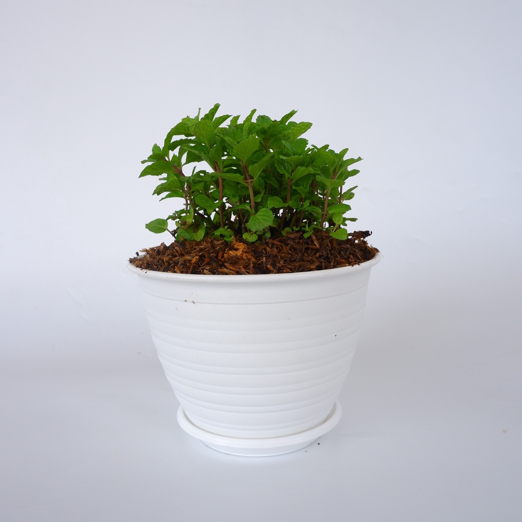 Tanaman Herbal Daun Mint