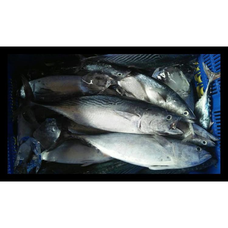 

Ikan Cakalang Maesang 1 Down Frozen Fish Tongkol Terlaris