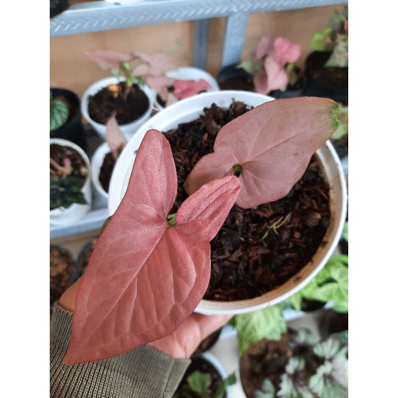 Syngonium Pink Allusion