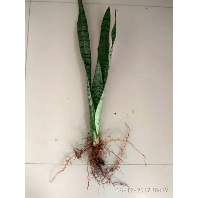 Tanaman hias sansevieria trifasciaca hijau | Lidah mertua hijau