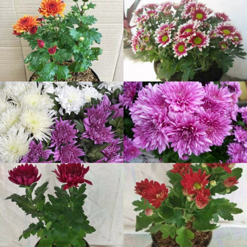 PAKET HEMAT KRISAN ASTER 6 WARNA RANDOM |COD| PROMO SUPER KUALITAS TERBAIK |SERUNI  MURAH MERIAH