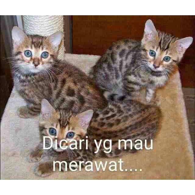 Jual  Paket untuk Juragan Aji jilid 2  Diskon