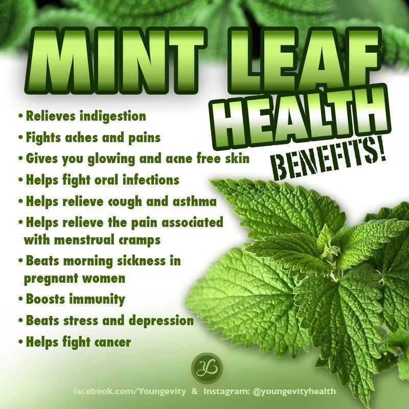 Moringa With Peppermint Tea : Teh Daun Kelor &amp; Daun Mint Isi 30 Tea Bag