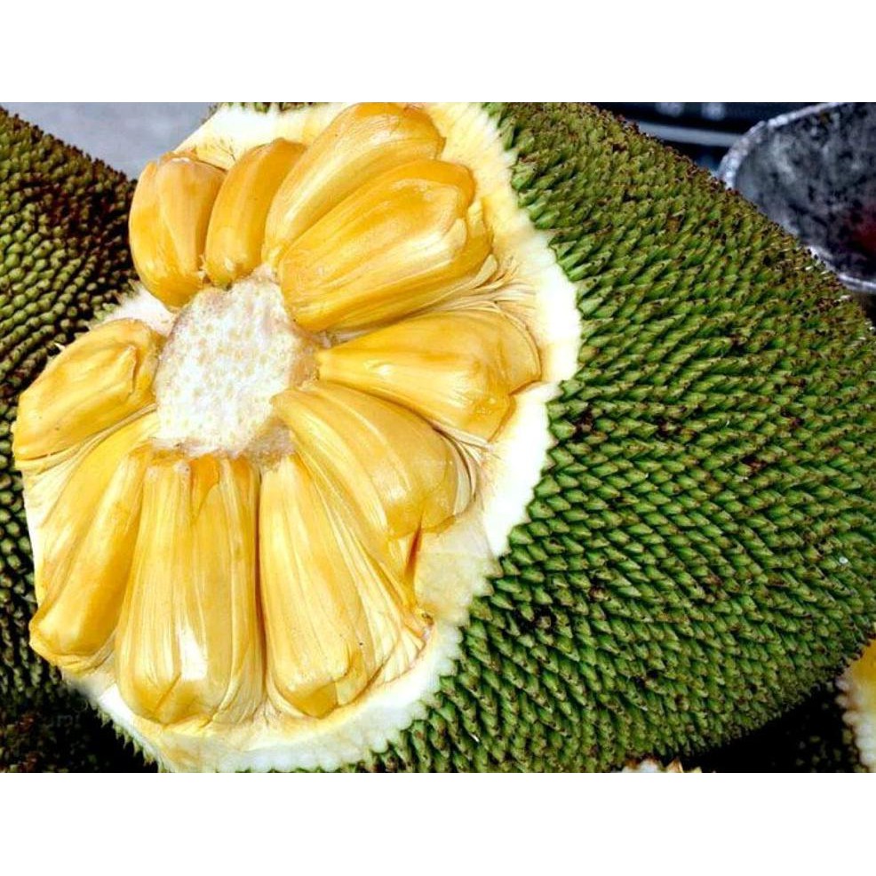 Bibit Buah Nangka Madu