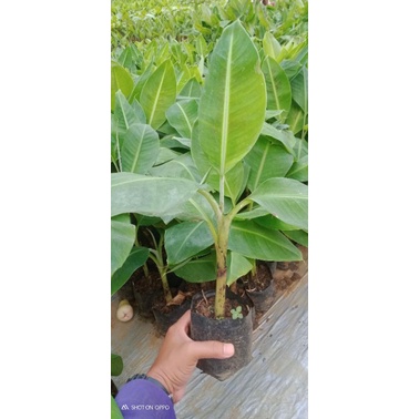 

Paket 10 Bibit pisang Cavendish//G9