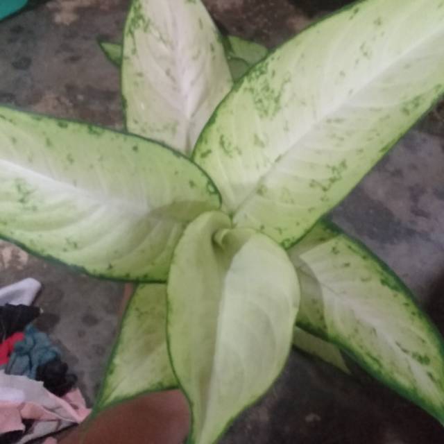 Aglonema jenis tisu