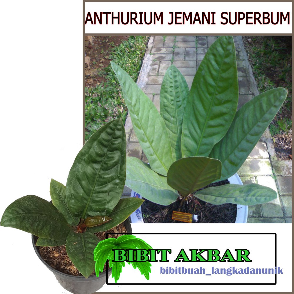 Bibit Tanaman Hias Bunga Anthurium Jemani Superbum