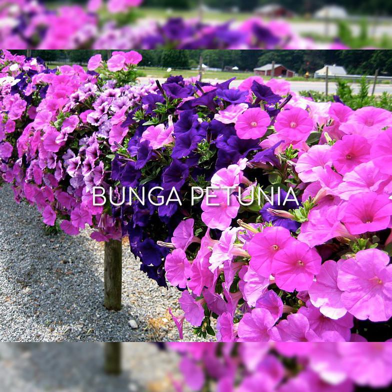 TANAMAN HIAS BUNGA  PETUNIA  BIBIT BUNGA  PETUNIA  BIBIT POHON 