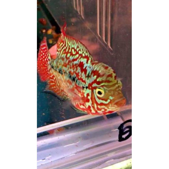 Harga Ikan Louhan Kamfa Lion King