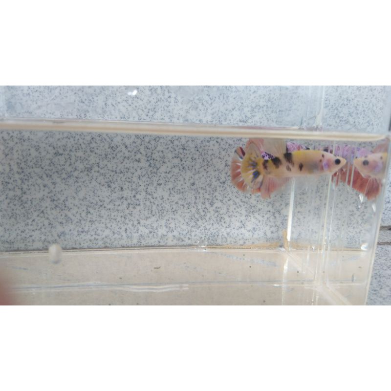 ikan cupang yellow koi top grade